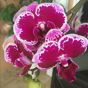 Meet your Posher, Terri